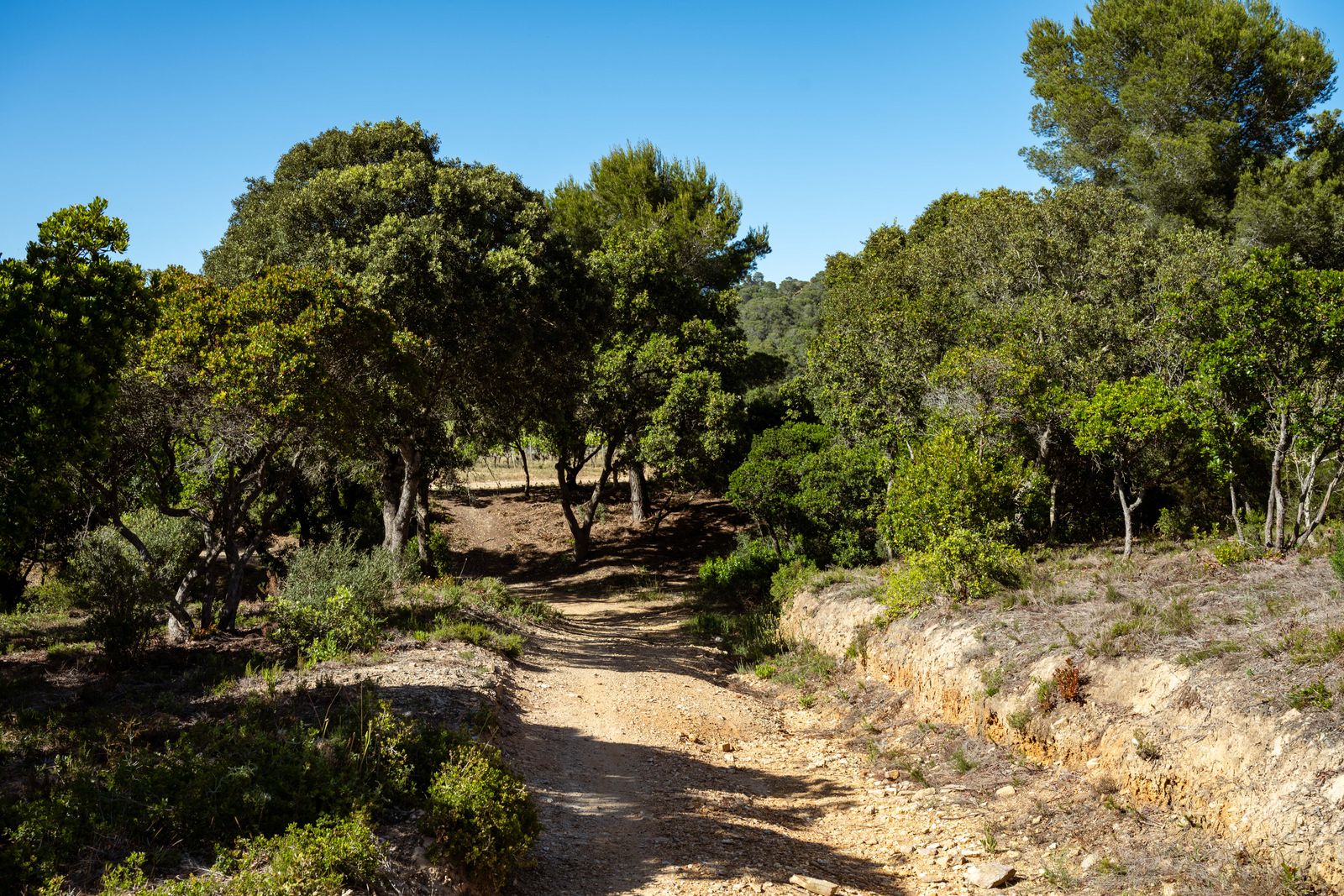 Chemin forestier sous les chênes et les châtaigniers du massif des Maures