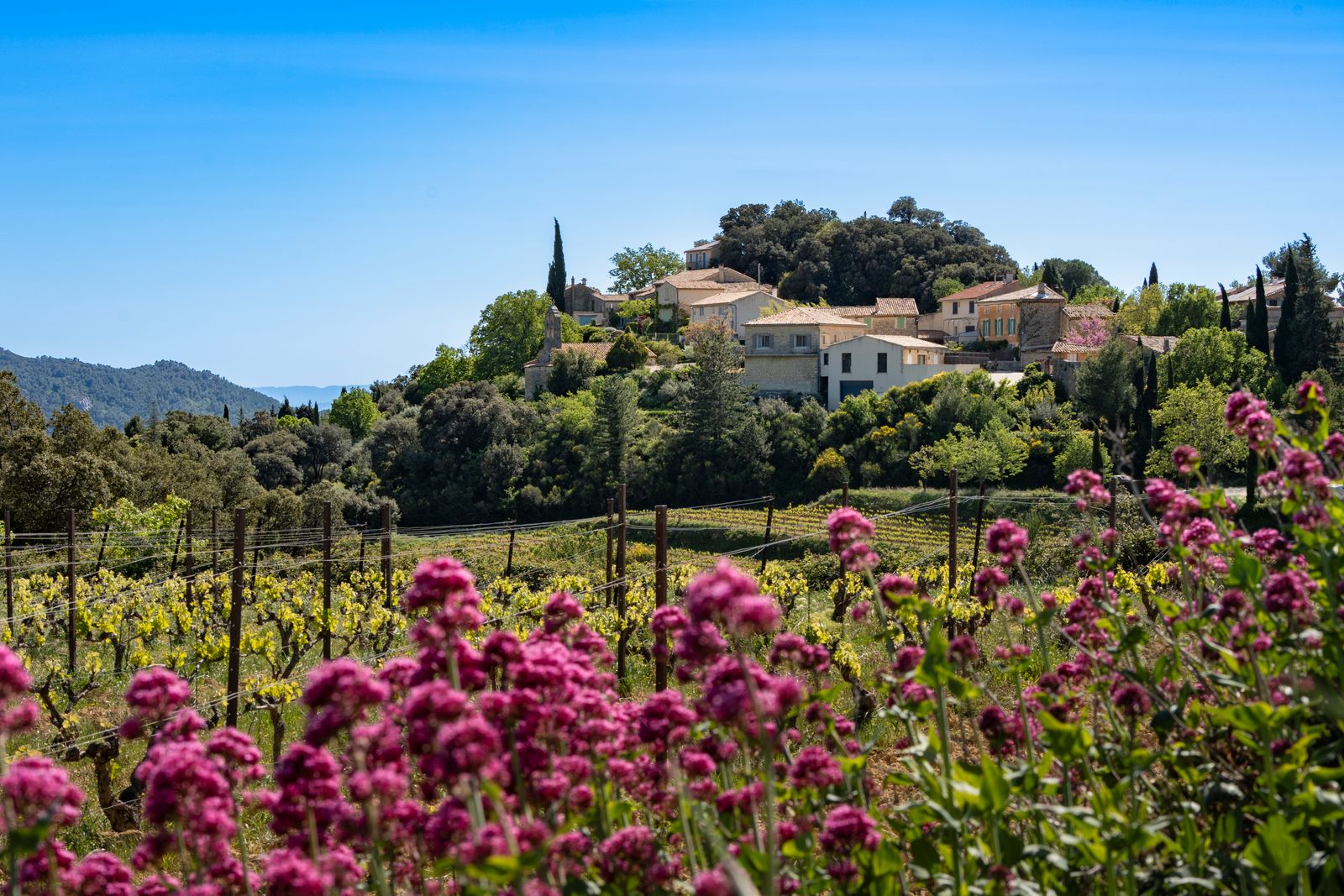 Vignes et village provençal au pied des collines, paysage typique de l'arrière-pays varois