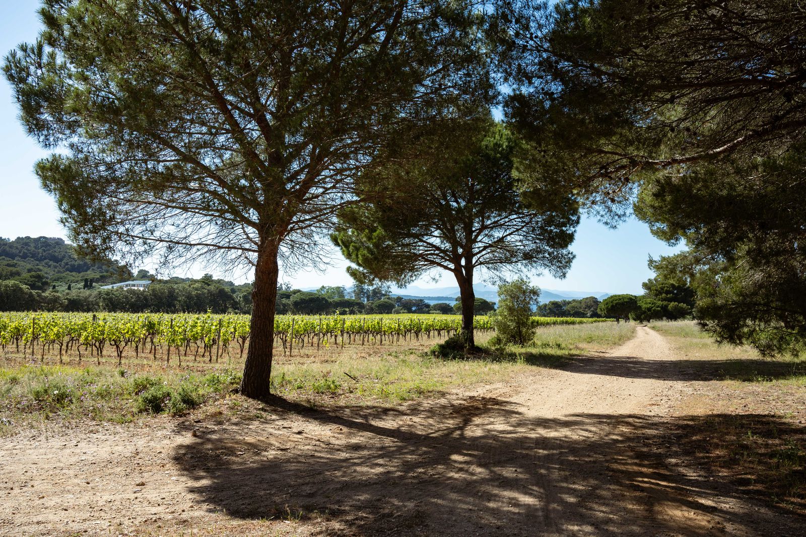 Vignes et pins parasols dans la plaine varoise, entre Hyères et La Crau