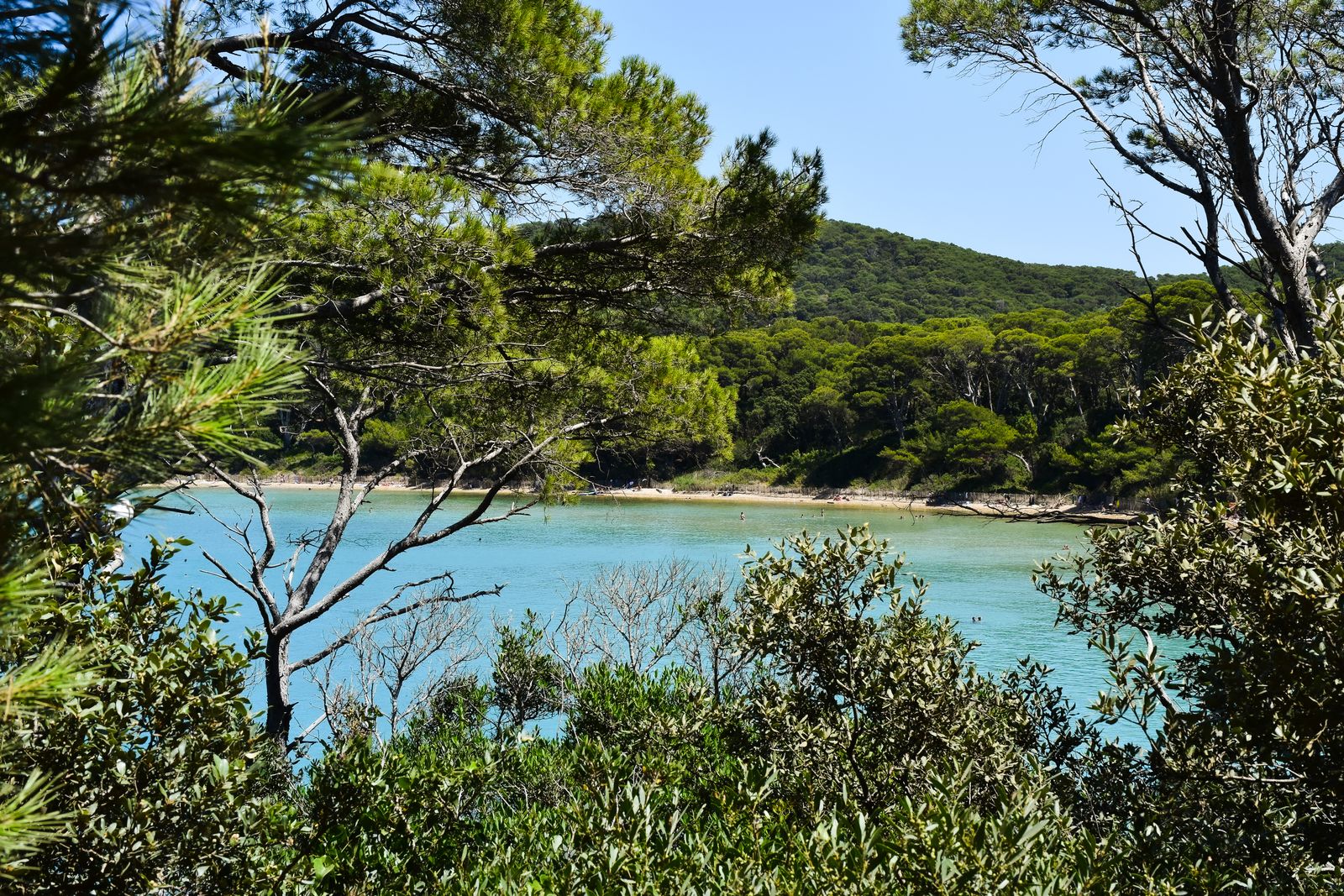 Pinède en bord de mer et eau turquoise sur le littoral entre Hyères et La Londe