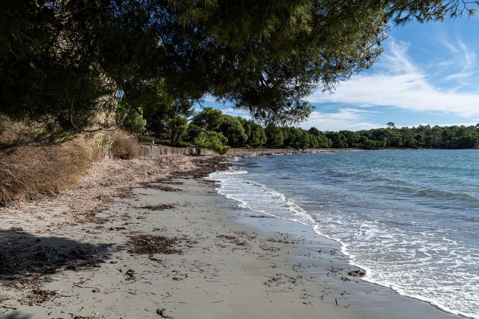 Plage de sable ombragée par les pins sur le littoral des Maures